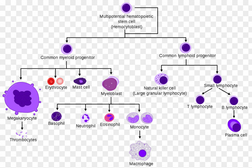 Hematopoietic Stem Cells Blood Cell Haematopoiesis PNG