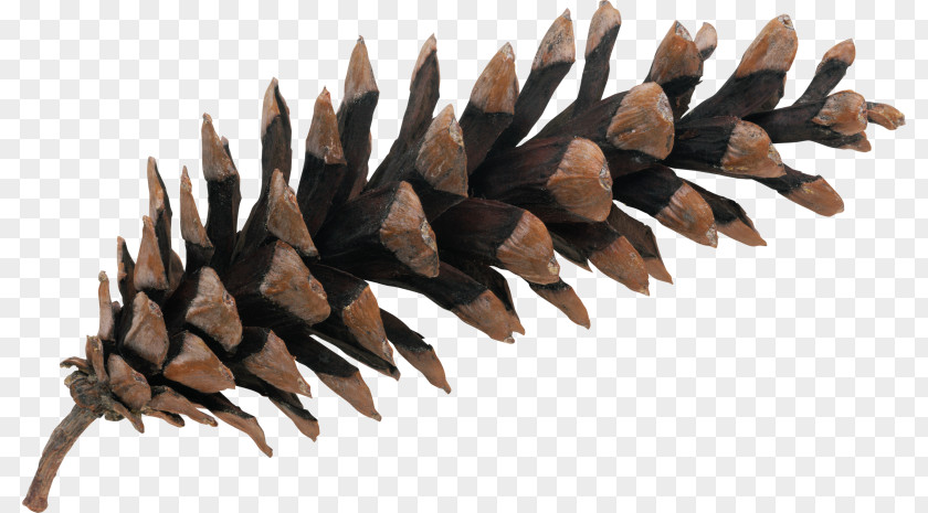 Needle Pine Conifer Cone Spruce Clip Art PNG