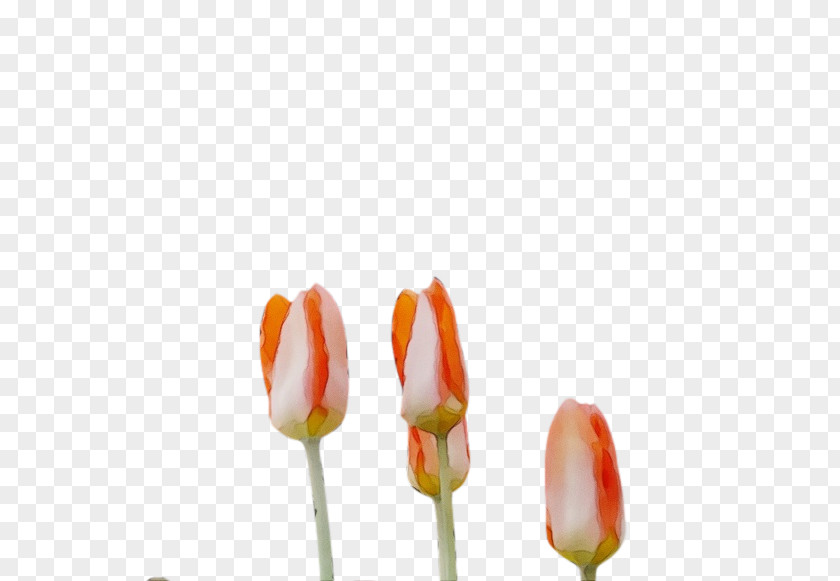 Plant Stem Flower Tulip Petal Bud PNG