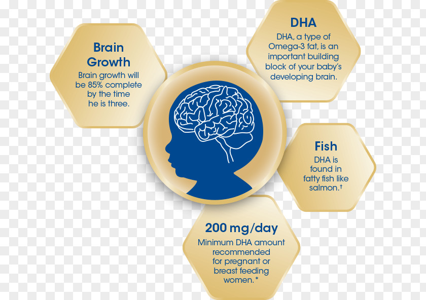 Brain Docosahexaenoic Acid Pharmaceutical Drug Agy Food PNG