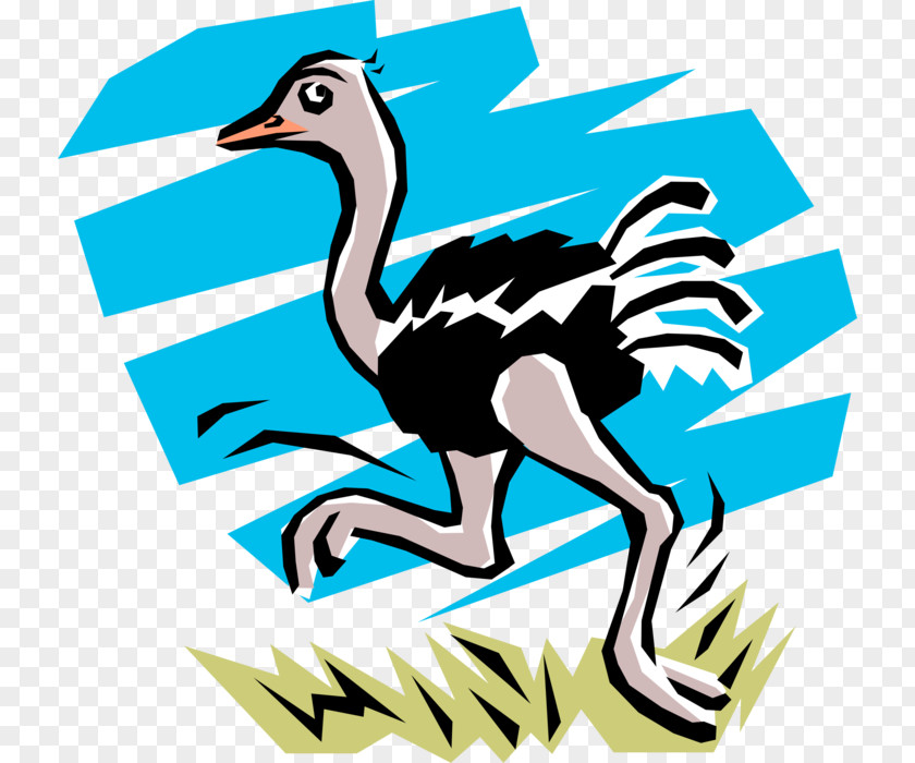 Emu Border Common Ostrich Clip Art Cartoon Ostriches PNG