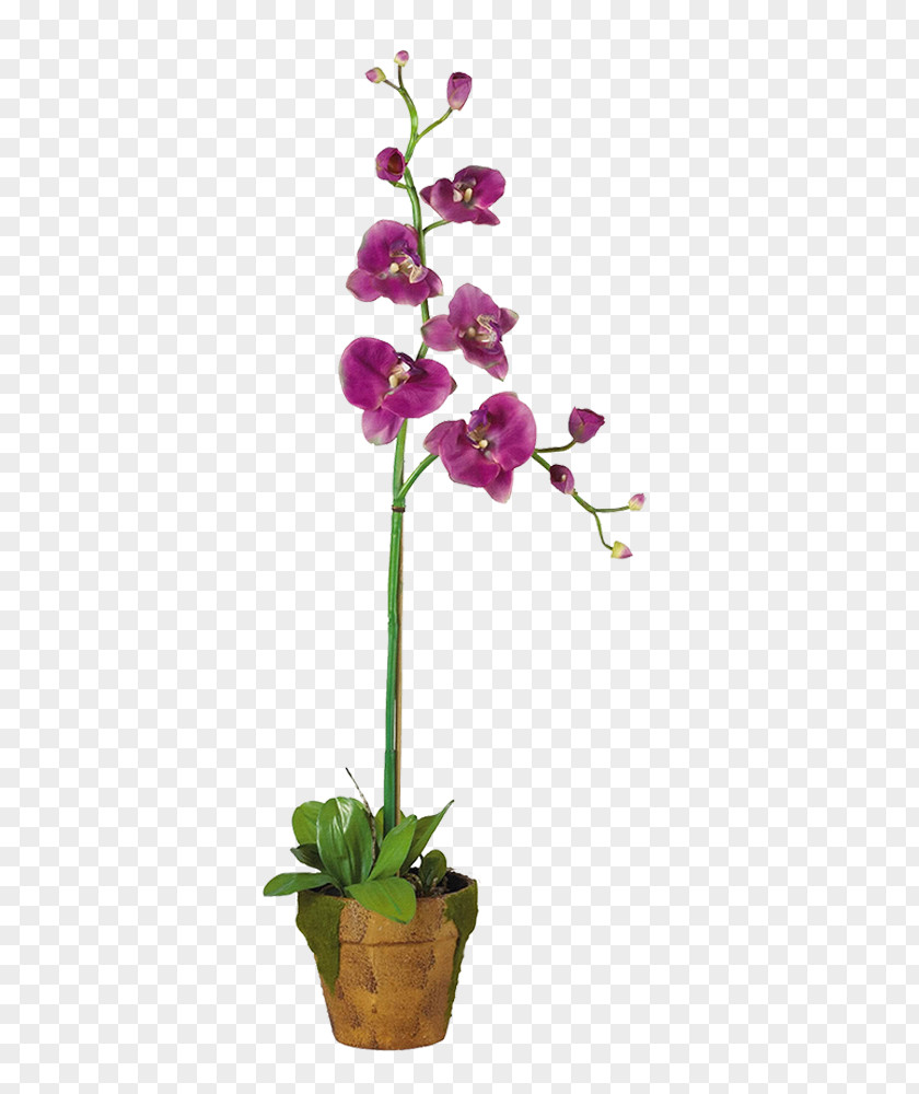 Flower Dendrobium Orchids Cut Flowers Plant PNG