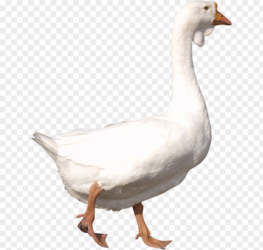 Goose Duck Image File Formats Clip Art PNG