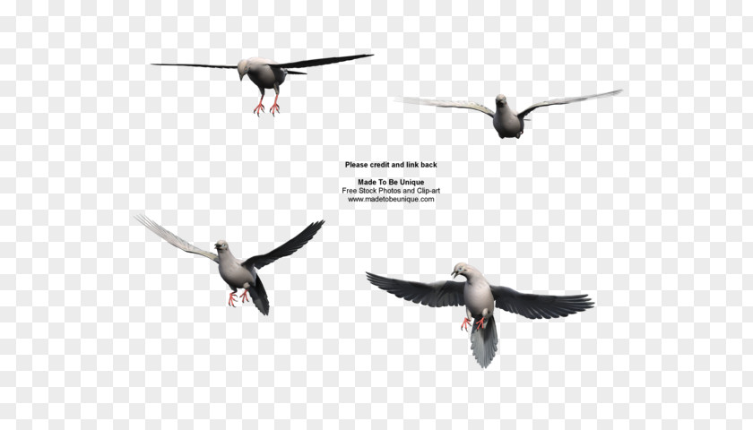 Mourning Dove Columbidae Bird Migration Flight PNG