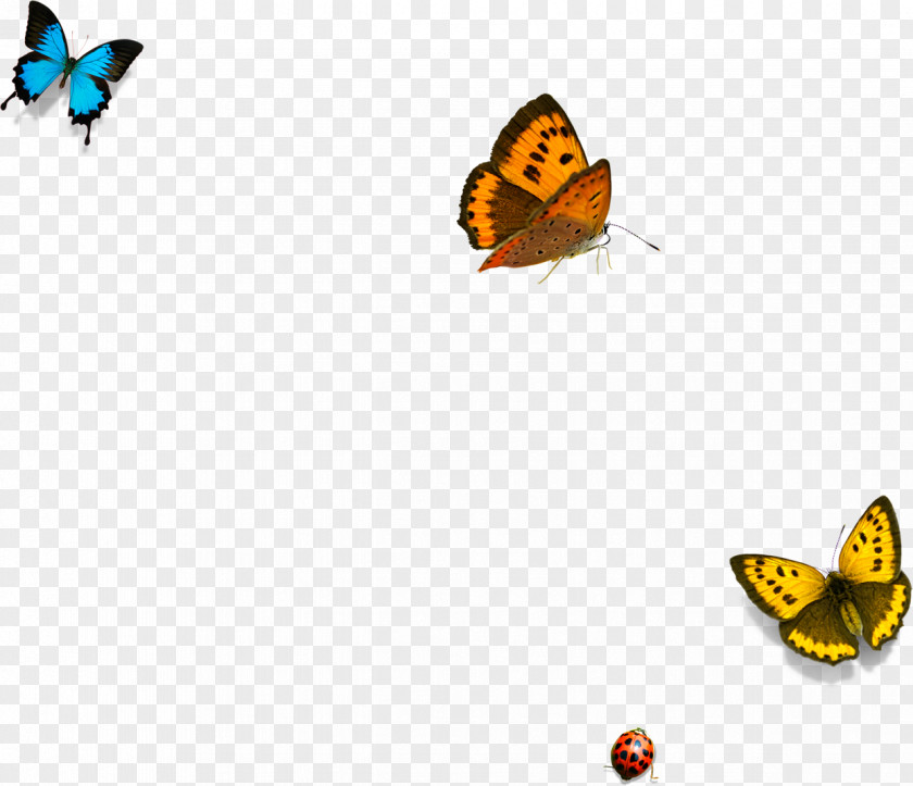 Butterfly Yellow Download PNG