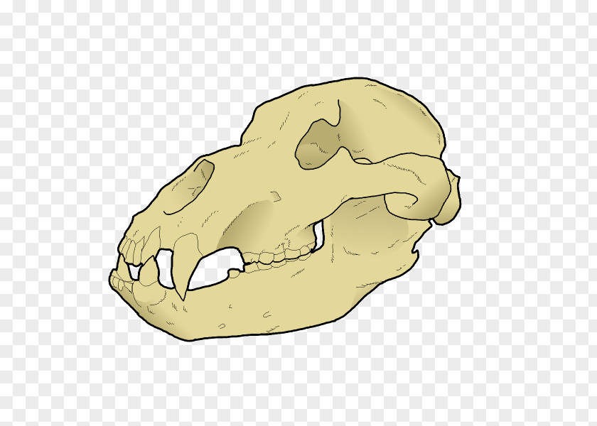 Nose Carnivora Skull Jaw Animated Cartoon PNG