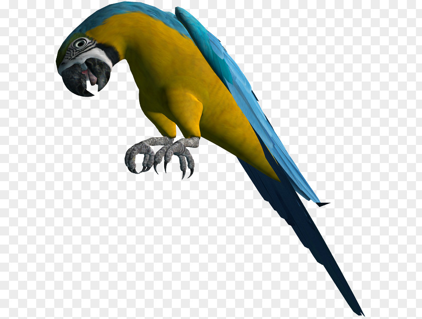 Ptaki Frame Macaw Parakeet Feather Beak Pet PNG