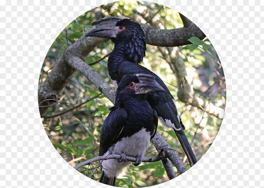 Red Mangrove Krantzkloof Nature Reserve Bird Fauna Flora Martial Eagle PNG