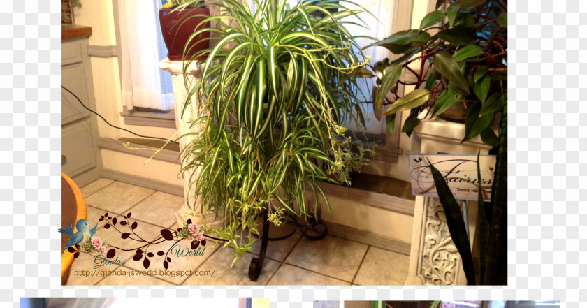 Spider Plant Flowerpot Grasses Houseplant Herb Arecales PNG