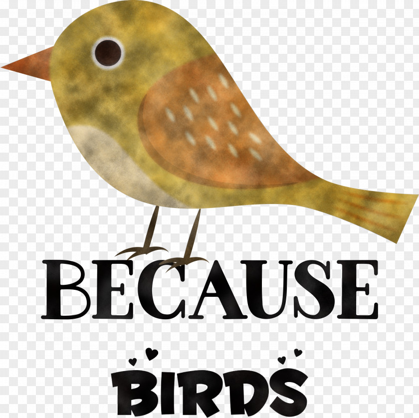 Because Birds Bird Animal PNG