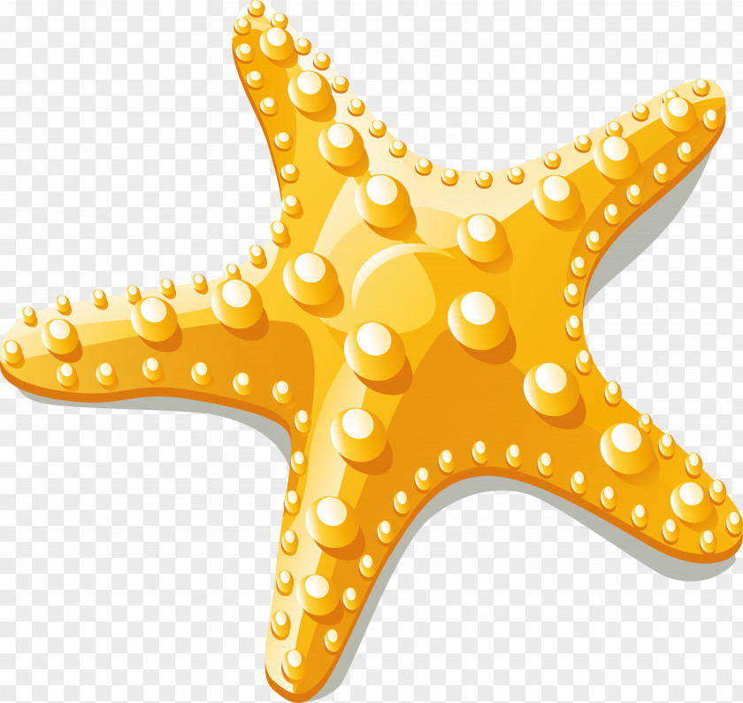 Starfish Vector Euclidean Clip Art PNG