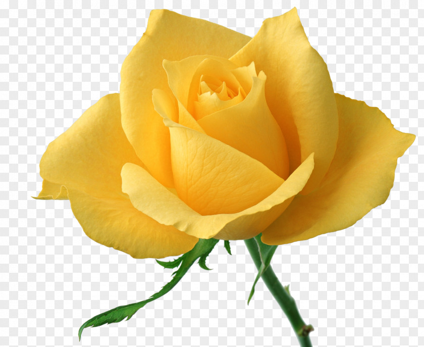Yellow Rose Flower Stock Photography Clip Art PNG