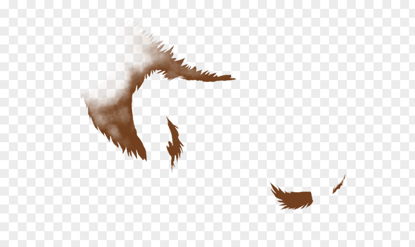 Eagle Bald Bird Beak Accipitriformes PNG