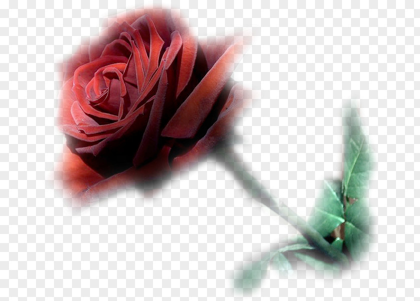 Flower Bouquet Garden Roses Blume Animation PNG