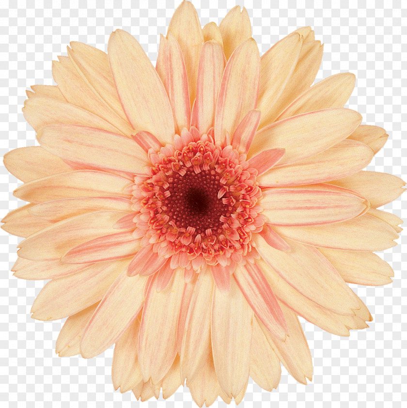 Gerbera Daisy Family Transvaal Cut Flowers PNG