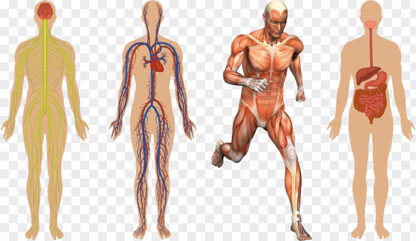 Healthy Body Anatomy Human Muscular System Skeleton Muscle PNG