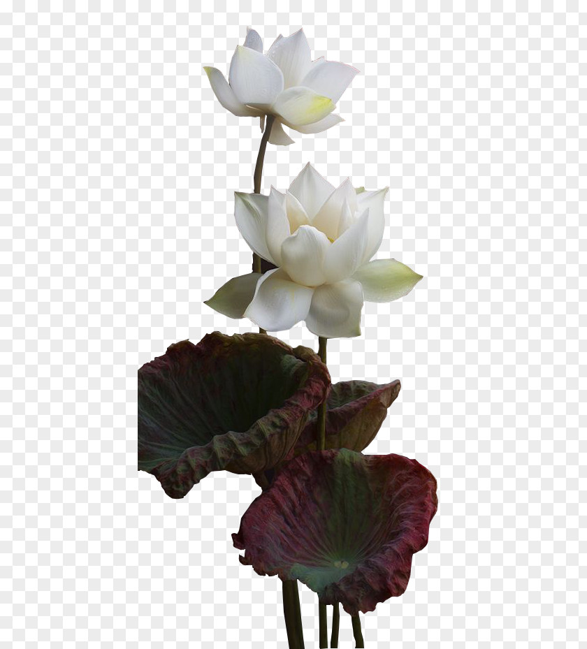 Orchids Painting Plant Flower Petal PNG