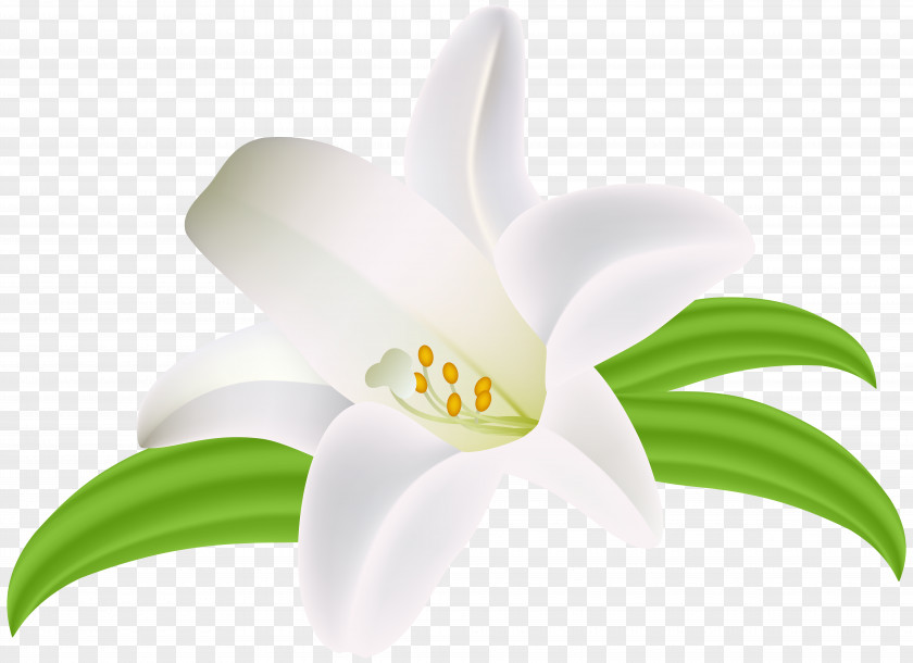 Violet Wreath Flower Idea Common Daisy Lilium PNG