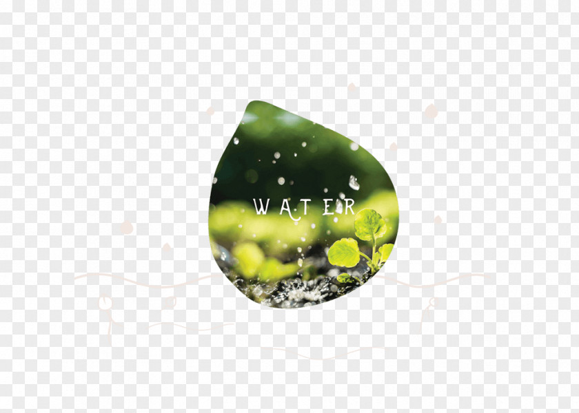 Water Organism Desktop Wallpaper Computer AboutUs.org PNG