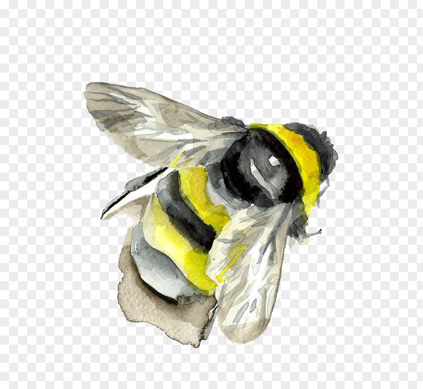 Watercolor Bee Bumblebee Insect Painting PNG