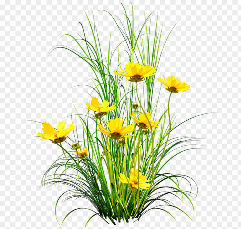 Yellow Dandelion Flower Clip Art PNG