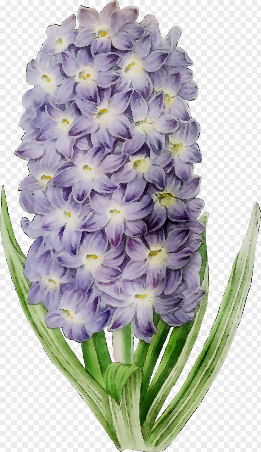 Hyacinth Cut Flowers Herbaceous Plant Family M Invest D.o.o. PNG