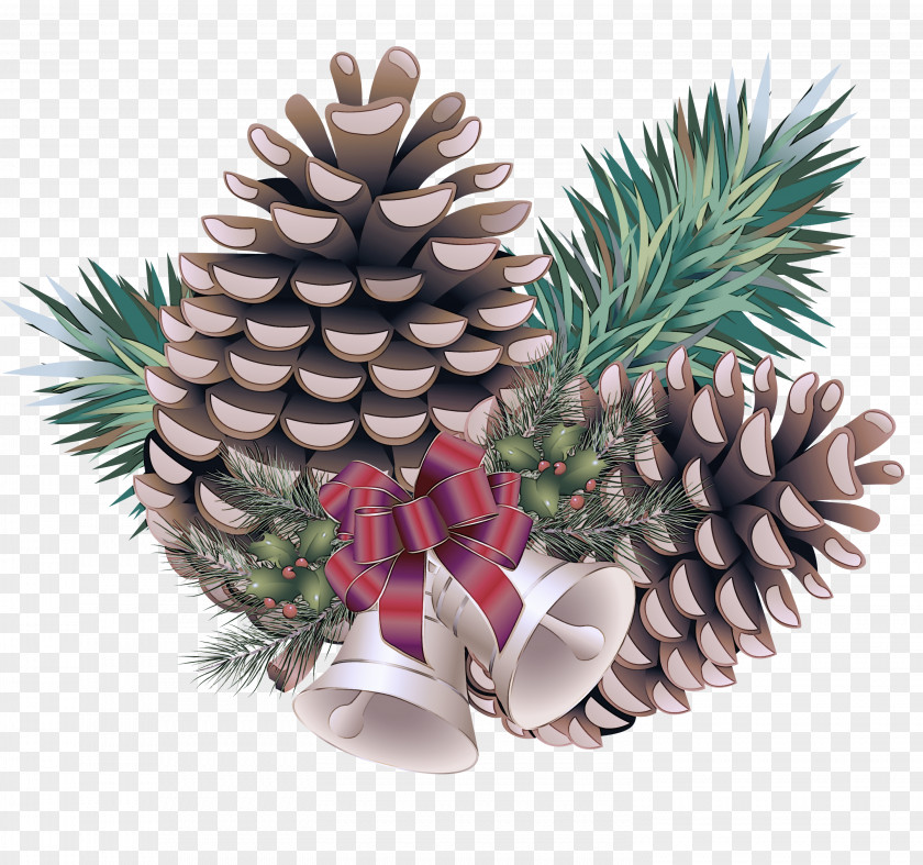 Plant Pine Pineapple PNG