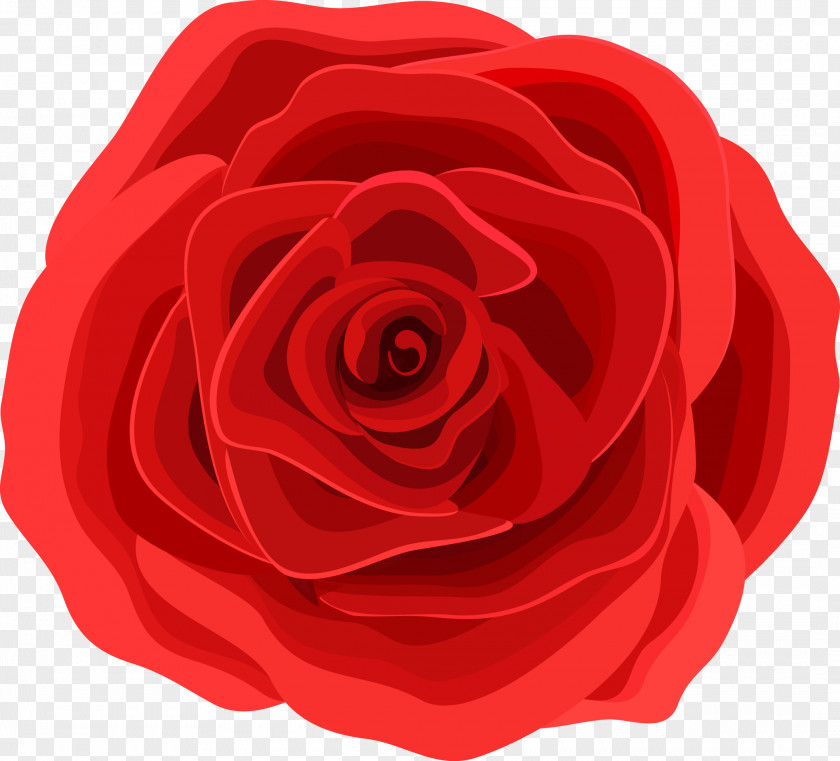 Red Roses Vector Material Beach Rose Graphic Design Flower PNG