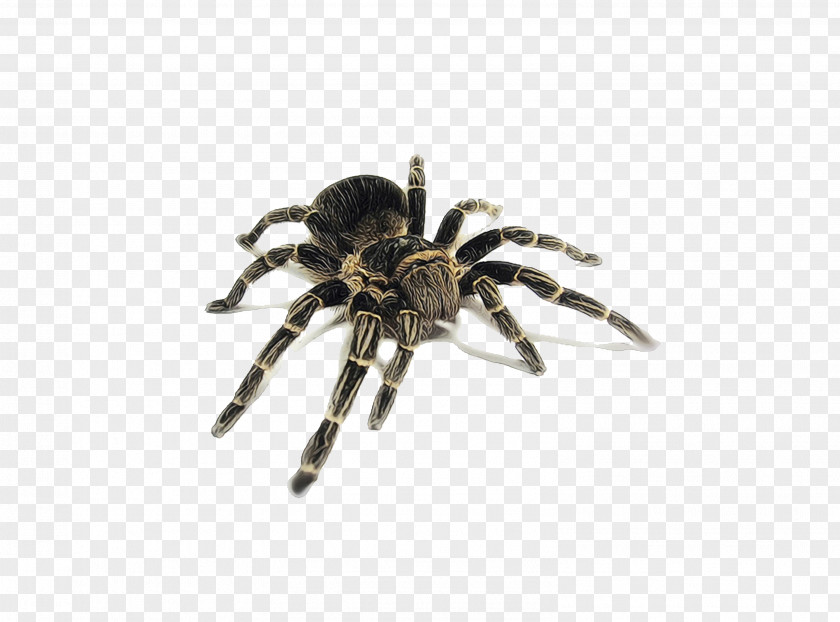 Araneus Insect Spider Tarantula Arachnid Orb-weaver Wolf PNG