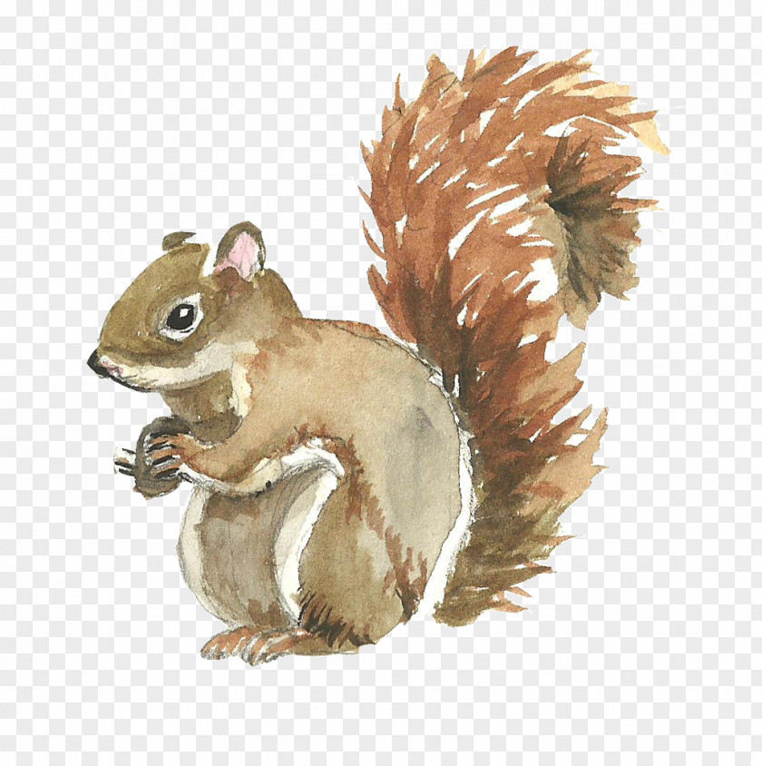 Cute Squirrel Watercolor Painting PNG