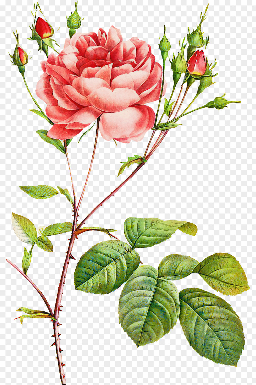 Garden Roses PNG