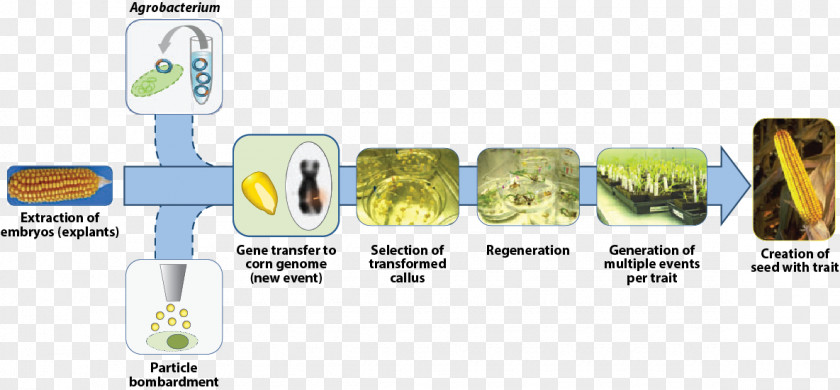 Genetically Modified Food Organism Science Crops Scientific Method Genetic Engineering PNG