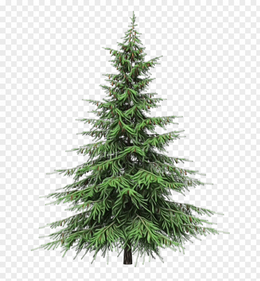 Plant Canadian Fir Christmas Tree PNG