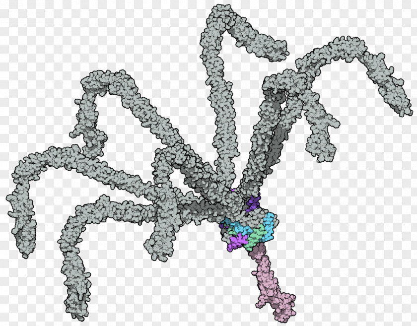 C4b-binding Protein Molecular Binding Domain PNG