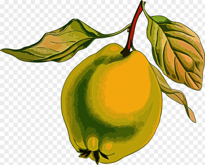 Fruit Tree PNG