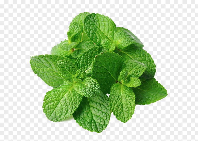 Mint Leaf Mentha Spicata Peppermint Herb Lamiaceae Plant PNG