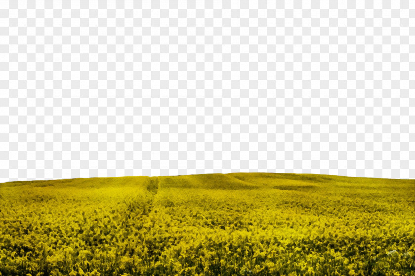 Plant Natural Landscape Rapeseed Field Canola Nature Yellow PNG