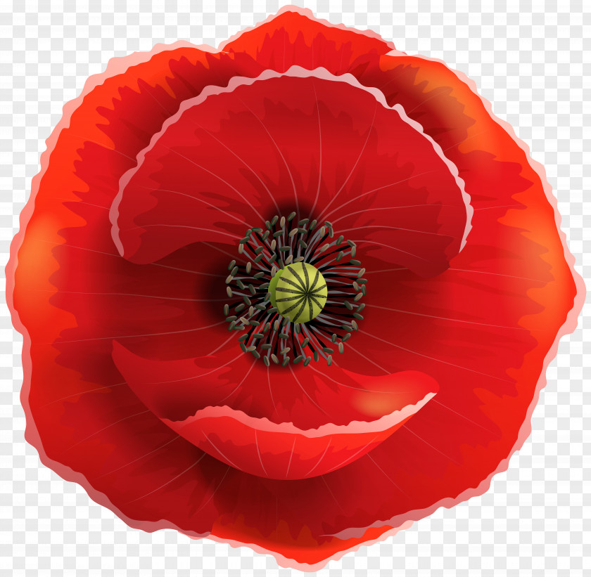 Poppy Common Remembrance Clip Art PNG