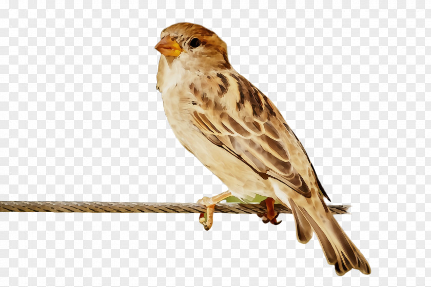 Finch Emberizidae Bird Beak House Sparrow Songbird PNG