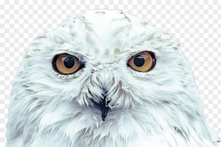 Iris Closeup Owl Snowy Bird White Of Prey PNG