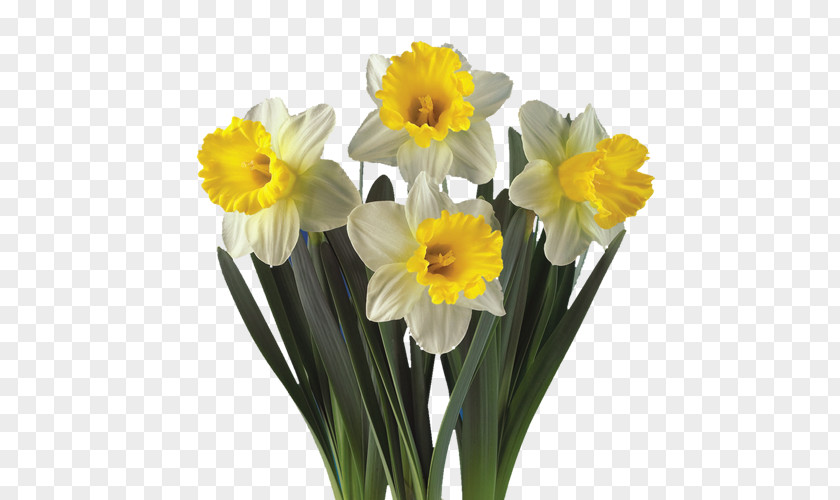 Plant Daffodil Artikel Hyacinth Cut Flowers PNG