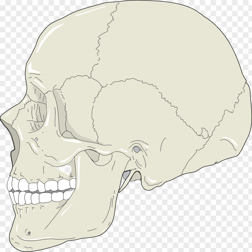 Skull Nose Bone Clip Art PNG