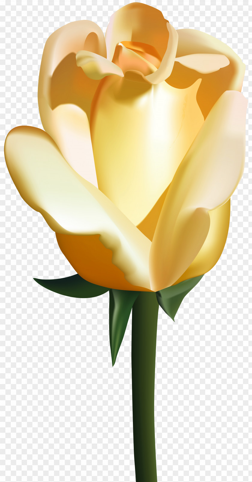 Yellow Rose Clip Art Image Flower PNG