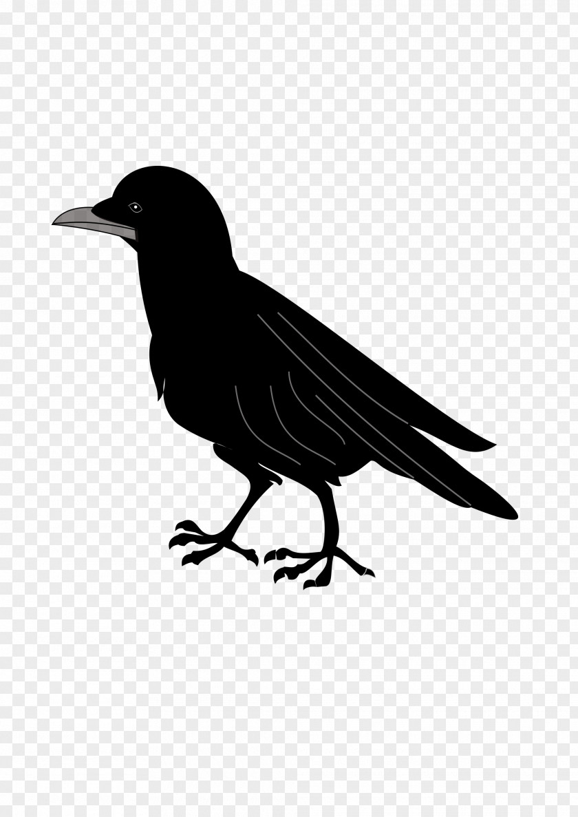 Creative Crows Coat Of Arms Blazon Common Raven Clip Art PNG
