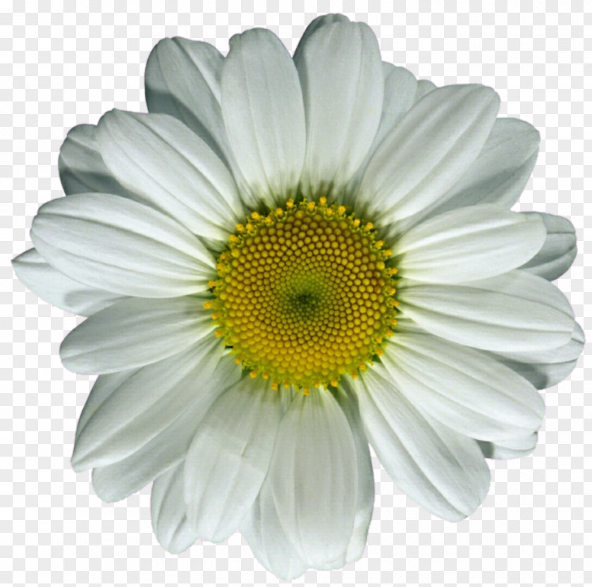 Daisy Common Flower Oxeye Clip Art PNG