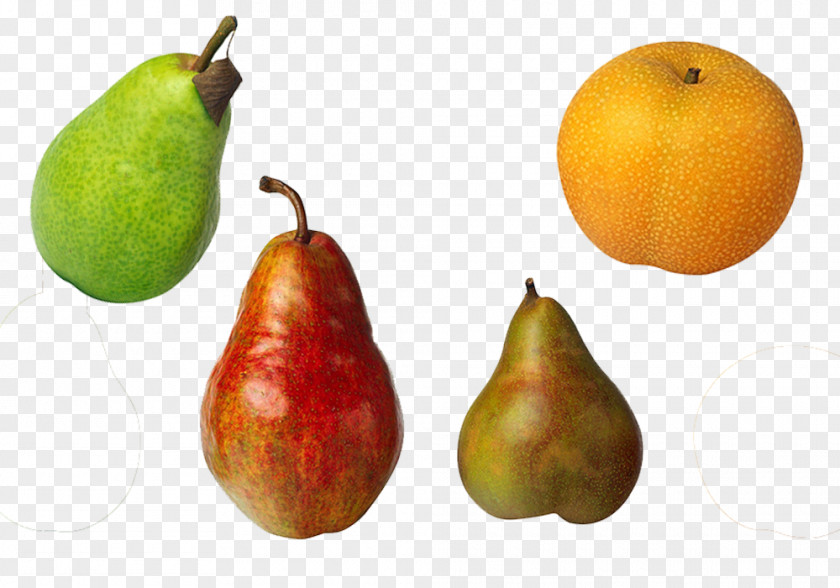 Fruits And Pear Peach Fruit Material Bosc Williams DAnjou Comice Pears Asian PNG