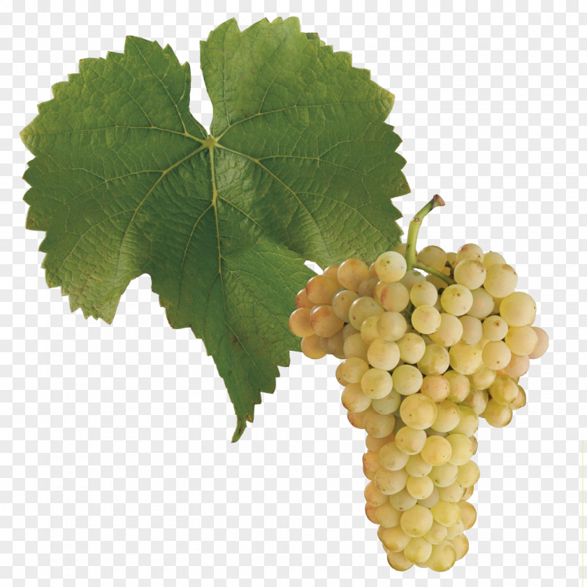 Grapes Pinot Blanc Gris Sauvignon Noir Cabernet PNG