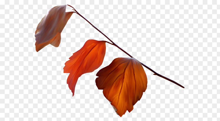 Leaf Autumn Leaves Petal PNG