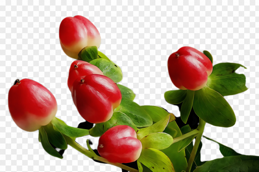 Natural Foods Berry Flowering Plant Flower Fruit Lingonberry PNG