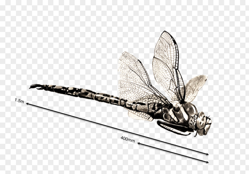 Quill Membranewinged Insect Pencil Cartoon PNG